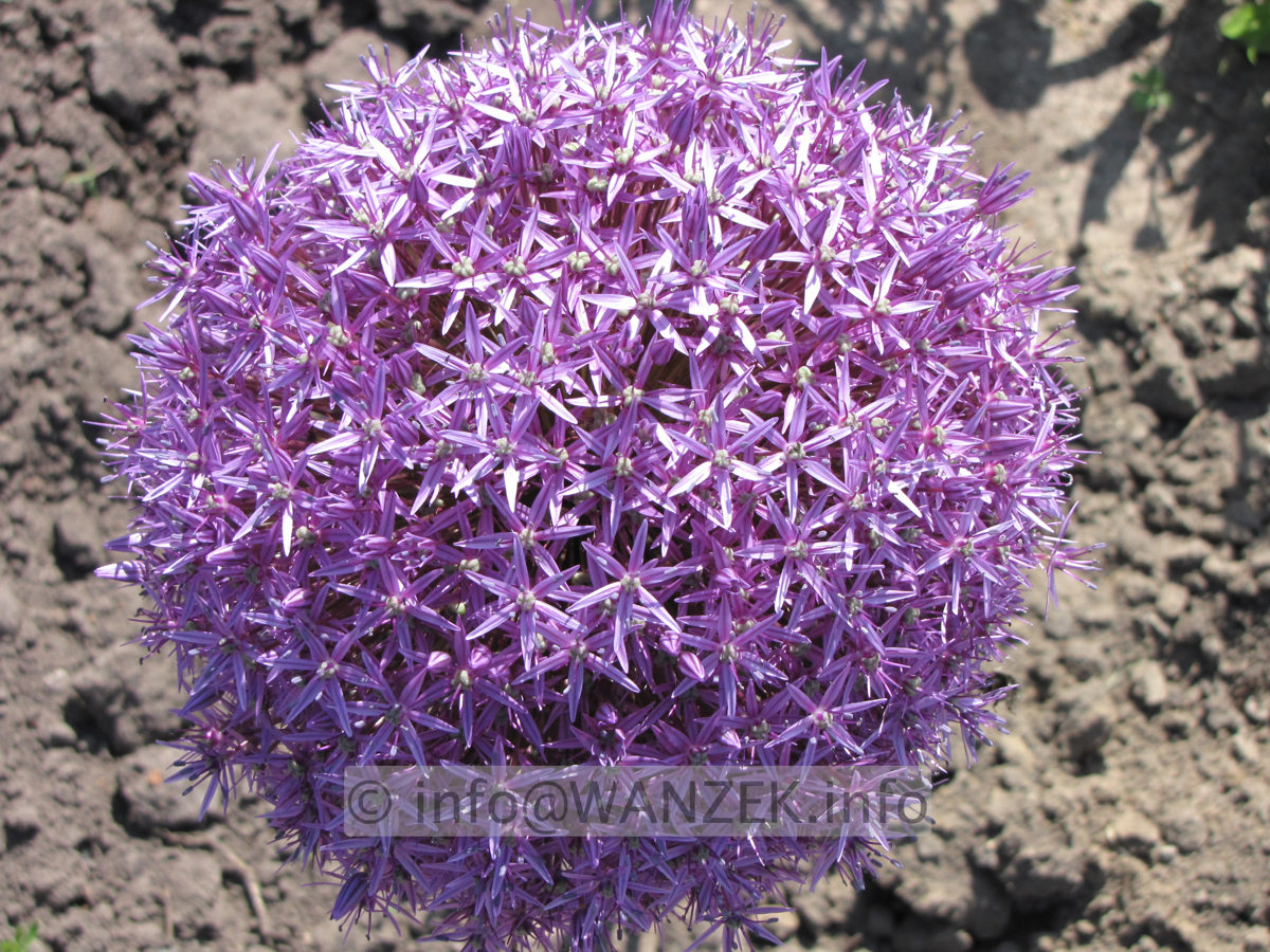Allium Globemaster - Bluete nah.JPG